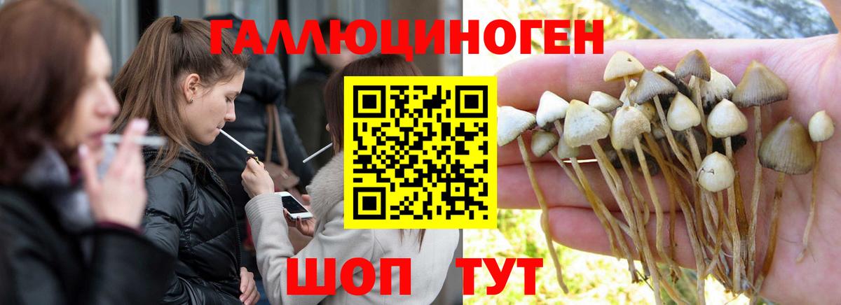 Псилоцибиновые грибы MAGIC MUSHROOMS  Вход с VPN  Галлюциногенные грибы Cubensis  Бердск 